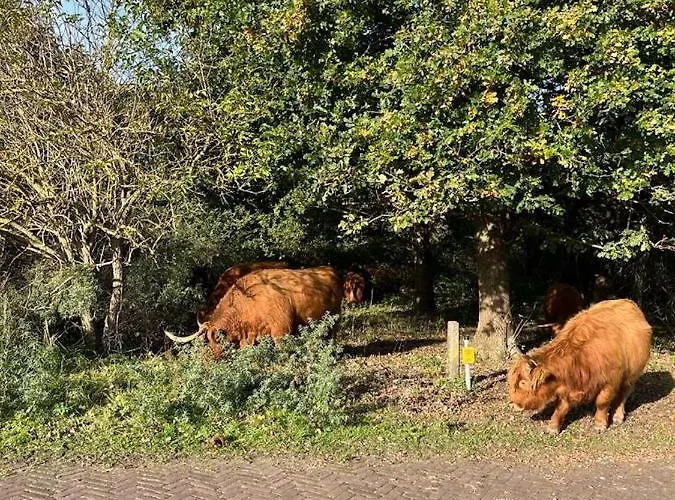 Vakantiewoning Met Dakterras - 150m *